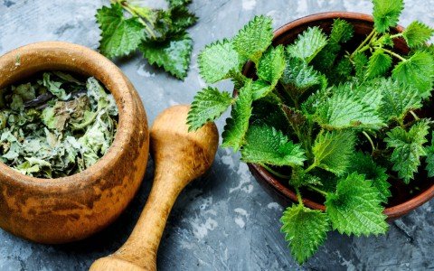 Ortica: proprietà benefiche, utilizzi e impatti sulla salute Ortica: proprietà benefiche, utilizzi e impatti sulla salute