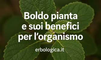Boldo pianta e suoi benefici per l'organismo