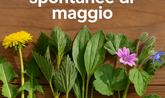 Erbe spontanee di maggio