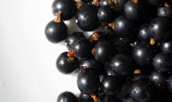 Ribes nero per allergie