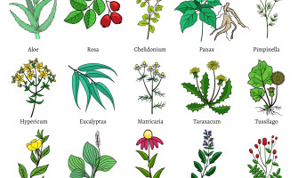 Erbe naturali per la pressione alta: i rimedi più efficaci