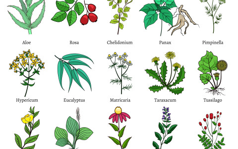 Erbe naturali per la pressione alta: i rimedi più efficaci Erbe naturali per la pressione alta: i rimedi più efficaci