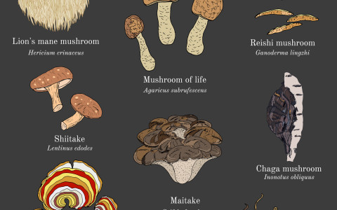 Funghi medicinali: reishi, cordyceps, maitake Funghi medicinali: reishi, cordyceps, maitake