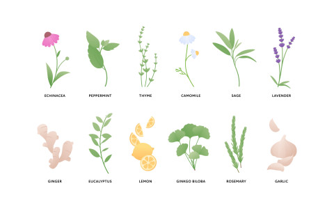 Le migliori erbe per affrontare i cambi di stagione Le migliori erbe per affrontare i cambi di stagione