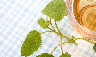 I benefici della melissa, un viaggio nel mondo delle erbe profumate