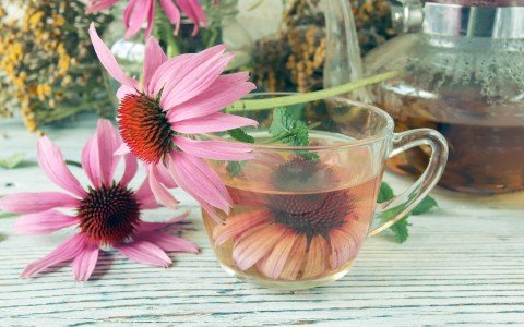 Tisana all'echinacea: Scopri i suoi benefici e i suoi usi Tisana all'echinacea: Scopri i suoi benefici e i suoi usi