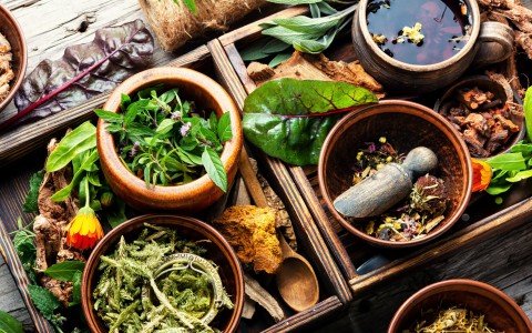 Capire i benefici delle erbe curative per le ferite Capire i benefici delle erbe curative per le ferite