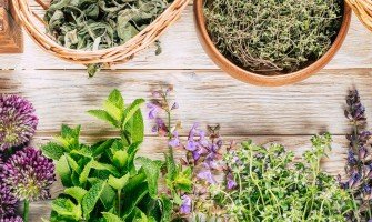 Alla scoperta delle erbe alpine medicinali, tesori naturali in alta quota