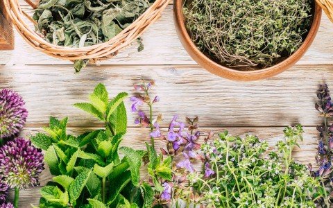 Alla scoperta delle erbe alpine medicinali, tesori naturali in alta quota Alla scoperta delle erbe alpine medicinali, tesori naturali in alta quota