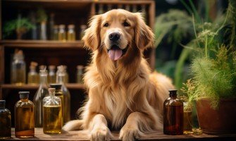 Le erbe medicinali più efficaci per trattare le malattie dei cani e dei gatti