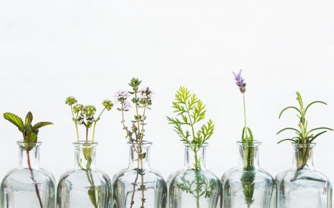 Grappe aromatiche per l'estate: le migliori erbe da utilizzare Grappe aromatiche per l'estate: le migliori erbe da utilizzare