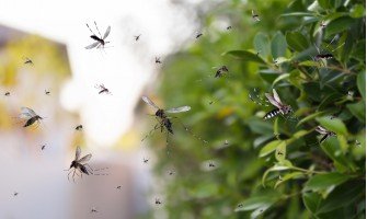 Le migliori piante anti-zanzare per la casa: scopri come tenere lontane le zanzare in estate