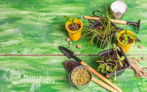 Preparati erboristici contro i parassiti di orto e frutteto Preparati erboristici contro i parassiti di orto e frutteto