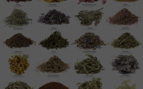 Erbe officinali alleviano sintomi della gastrite e reflusso Erbe officinali alleviano sintomi della gastrite e reflusso