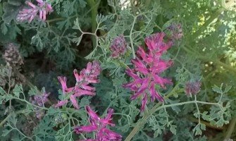 Svelare i benefici della Fumaria Officinale per la salute