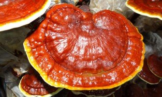 Impatti positivi del fungo reishi sulla salute generale: mente, corpo e spirito