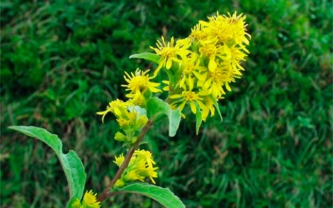 Verga D'oro tisana Verga D'oro tisana