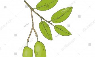 Griffonia una soluzione naturale per alleviare ansia e stress