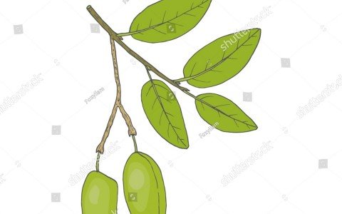 Griffonia una soluzione naturale per alleviare ansia e stress Griffonia una soluzione naturale per alleviare ansia e stress