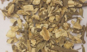 Angelica radice usi e benefici