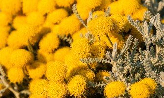 Elicriso fiori italico usi e benefici