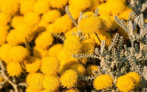 Elicriso fiori italico usi e benefici Elicriso fiori italico usi e benefici