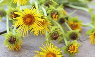 Enula campana e i suoi benefici per la salute