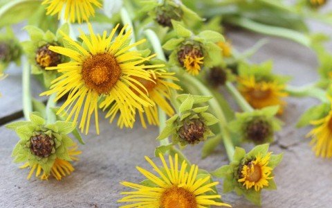 Enula campana e i suoi benefici per la salute Enula campana e i suoi benefici per la salute