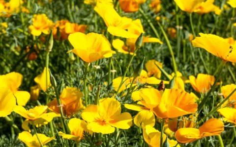 Escolzia come si usa e benefici Escolzia come si usa e benefici