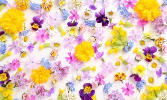 Fiori commestibili: L'ingrediente segreto per cocktail unici