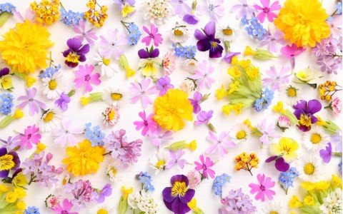 Fiori commestibili: L'ingrediente segreto per cocktail unici Fiori commestibili: L'ingrediente segreto per cocktail unici