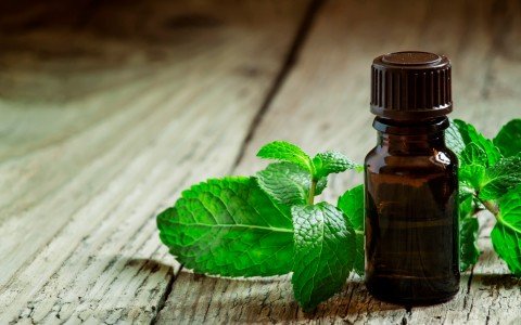 Menta piperita olio essenziale usi e benefici Menta piperita olio essenziale usi e benefici