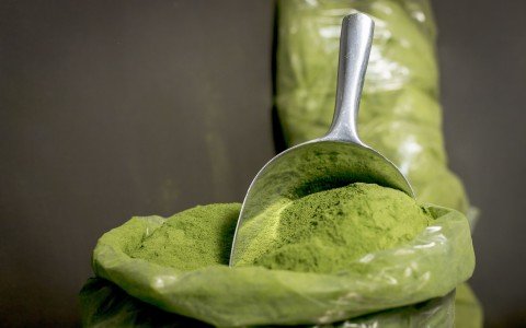 Moringa Oleifera proprietà e usi della pianta Moringa Oleifera proprietà e usi della pianta