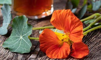 Nasturzio pianta usi e benefici