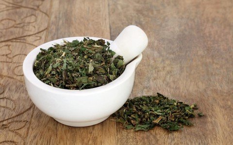 Parietaria pianta usi e benefici per la salute Parietaria pianta usi e benefici per la salute