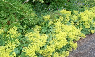 Alchemilla proprietà