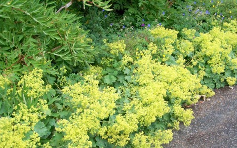 Alchemilla proprietà Alchemilla proprietà