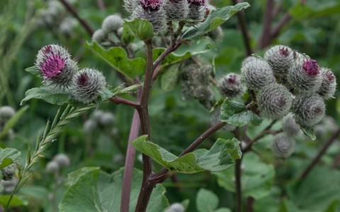 Bardana proprietà Bardana proprietà