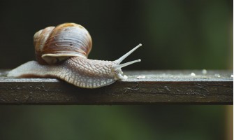 Quali sono le proprietà e applicazioni della bava di lumaca