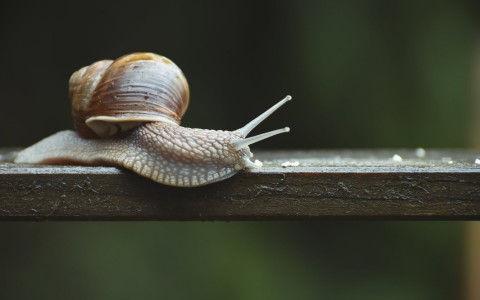 Quali sono le proprietà e applicazioni della bava di lumaca Quali sono le proprietà e applicazioni della bava di lumaca