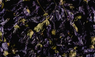 Malva fiori e i suoi benefici