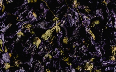 Malva fiori e i suoi benefici Malva fiori e i suoi benefici