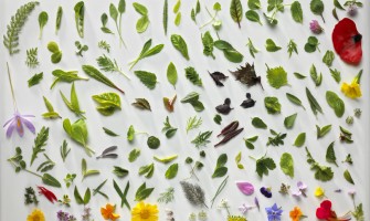 Erbe spontane commestibili