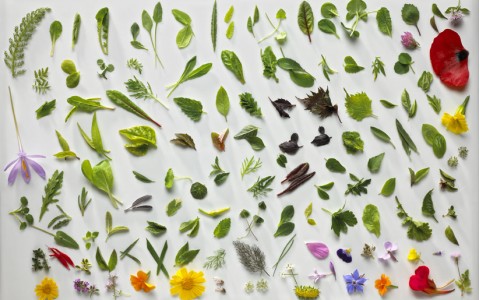 Erbe spontane commestibili Erbe spontane commestibili