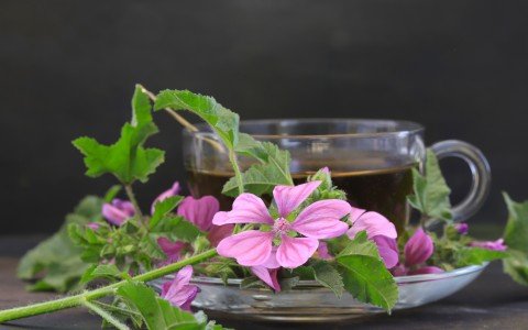 Tisana alla malva Tisana alla malva