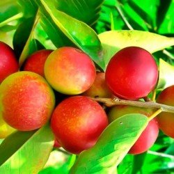 Camu Camu in polvere Camu Camu in polvere