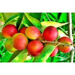 Camu Camu in polvere Camu Camu in polvere