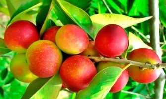 Camu camu e le sue proprietà