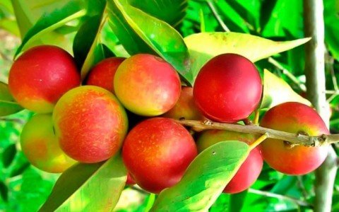 Camu camu e le sue proprietà Camu camu e le sue proprietà