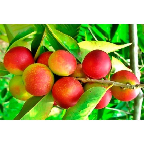 Camu Camu in polvere Camu Camu in polvere